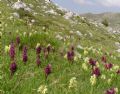 Dactylorhiza sambucina